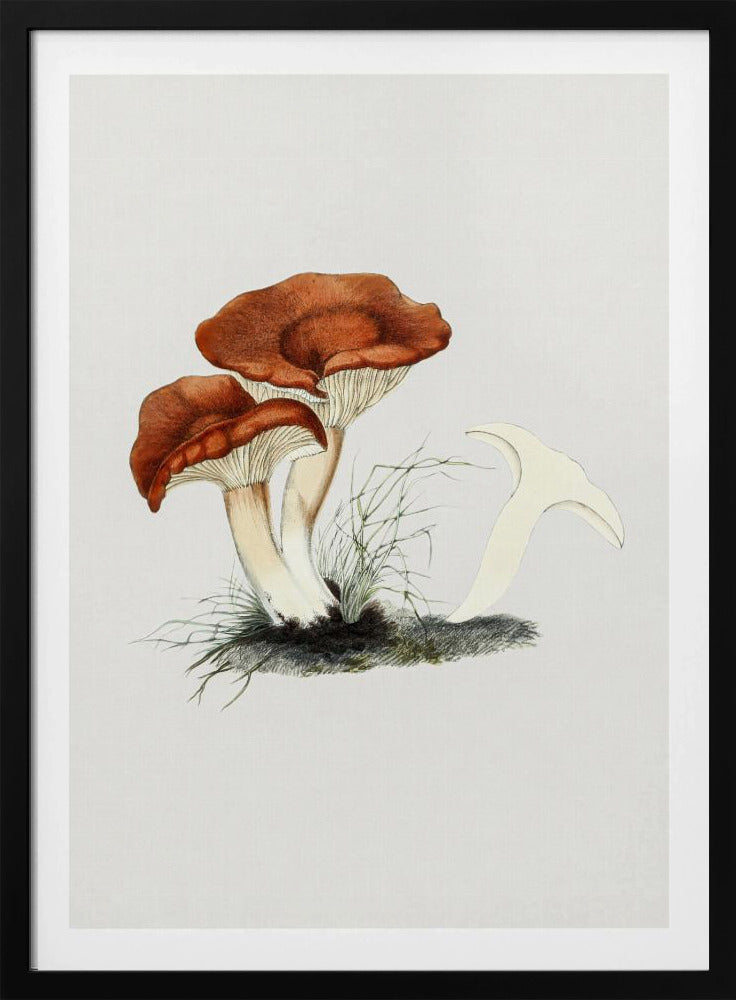 Hand Drawn Rufous Milkcap Mushroom | Poster
