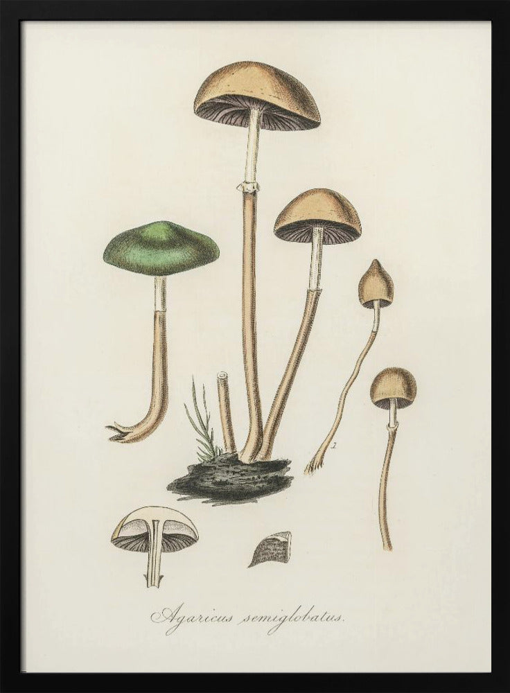 Agaricus Semiglobatus | Poster