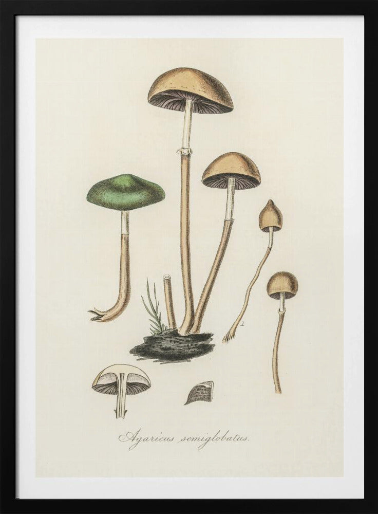 Agaricus Semiglobatus | Poster