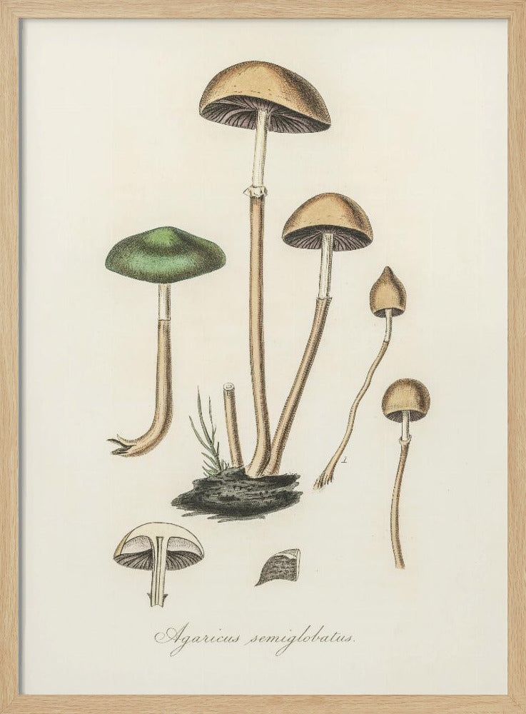 Agaricus Semiglobatus | Poster