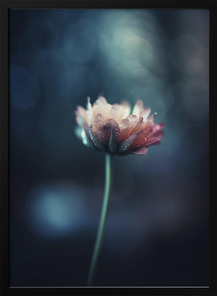 Dew-Kissed Blossom | Poster
