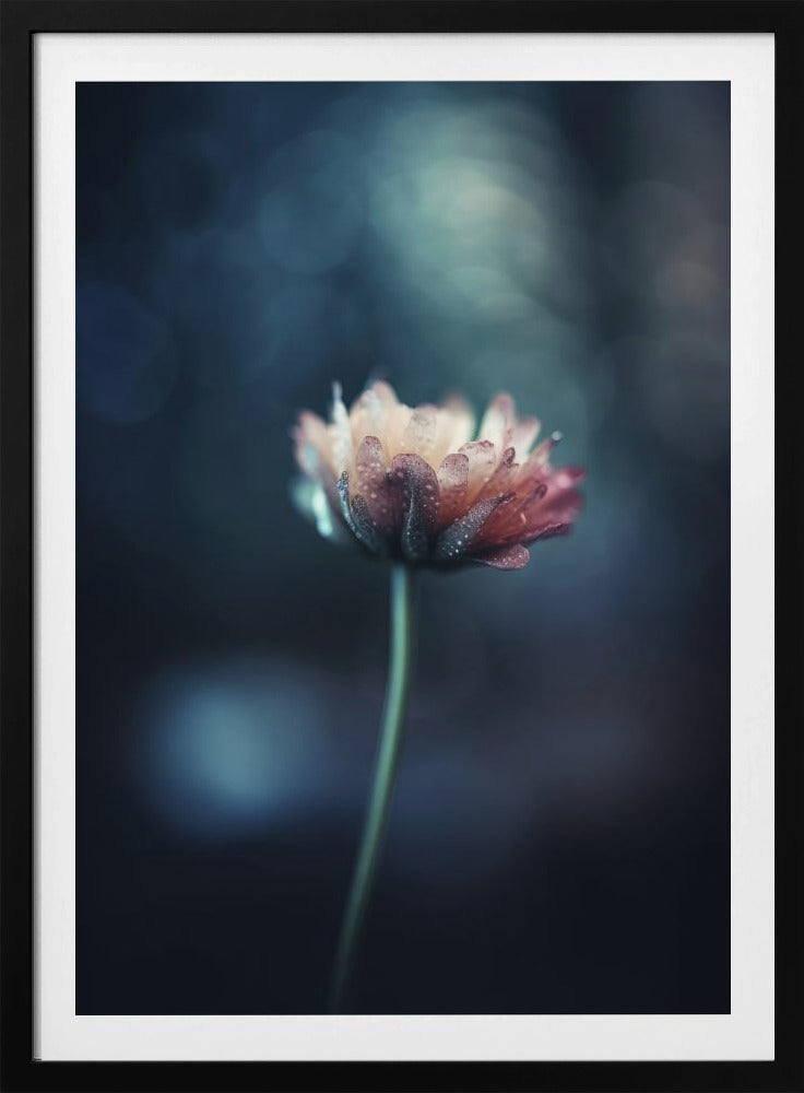 Dew-Kissed Blossom | Poster