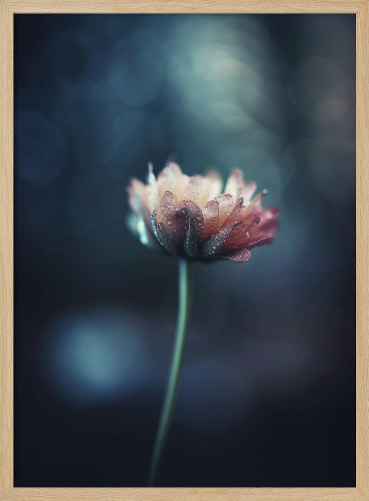 Dew-Kissed Blossom | Poster