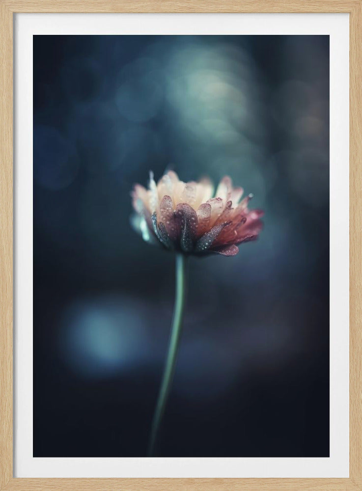 Dew-Kissed Blossom | Poster