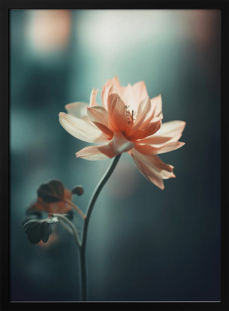 Petal Serenity | Poster