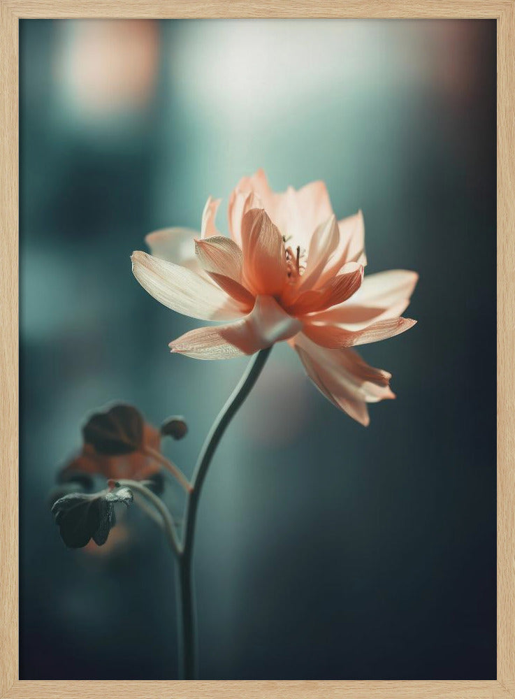 Petal Serenity | Poster