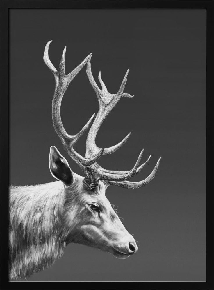 Reindeer | Poster