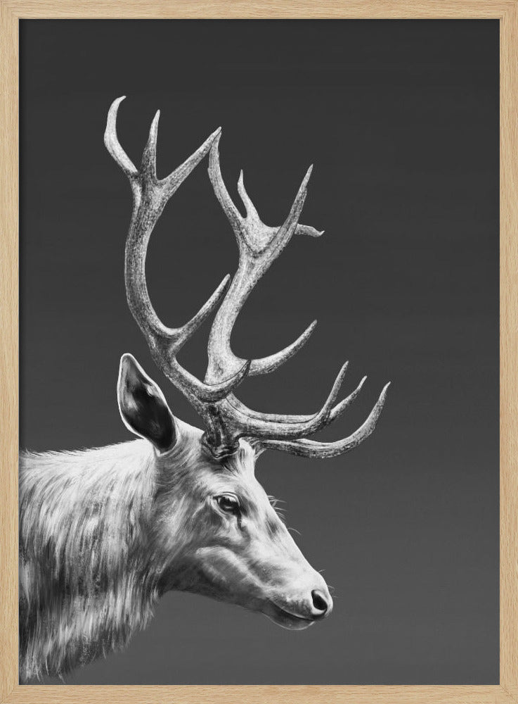 Reindeer | Poster