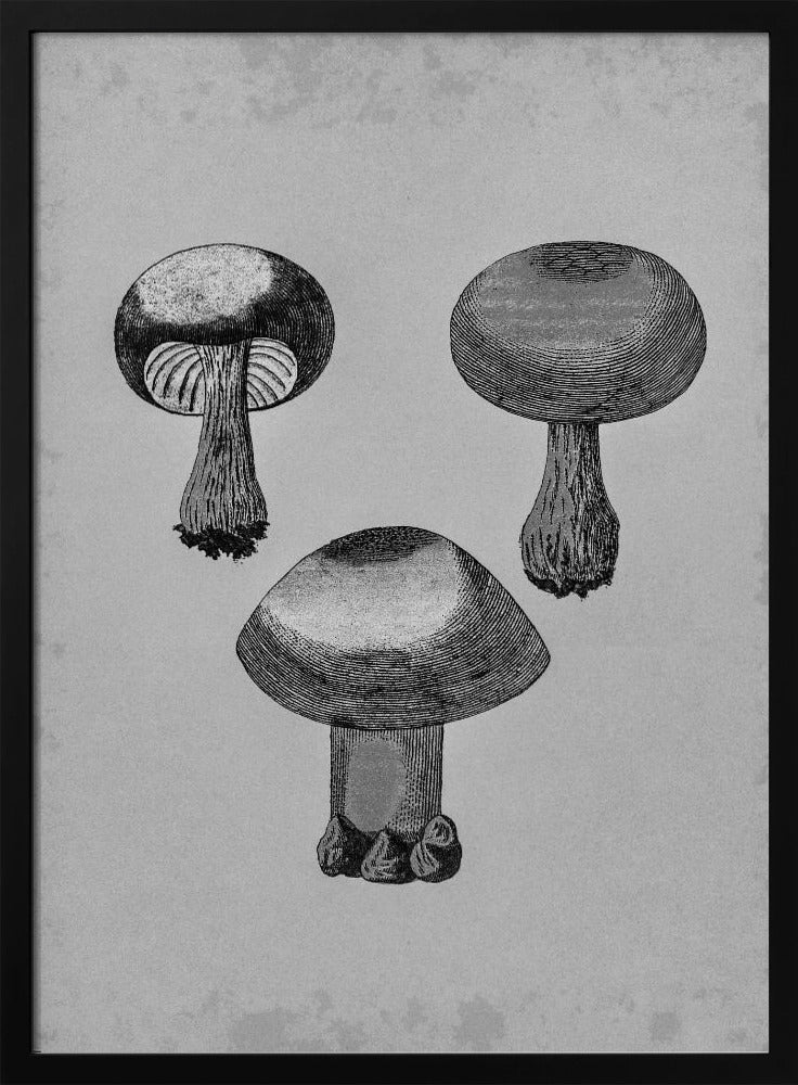 Violet Webcap Mushroom | Poster
