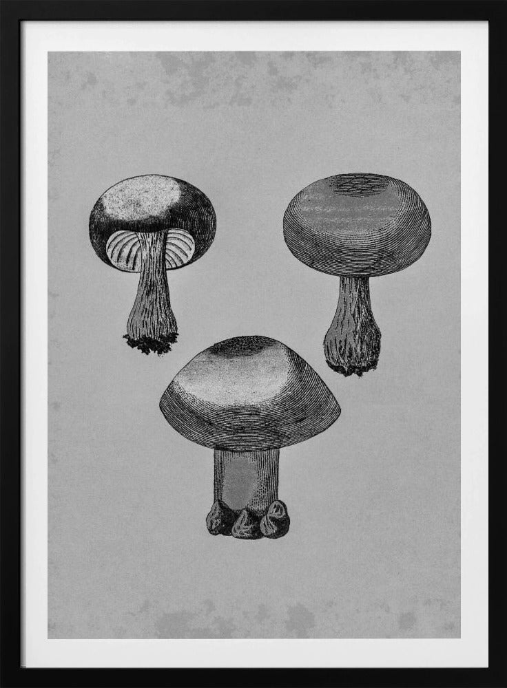 Violet Webcap Mushroom | Poster