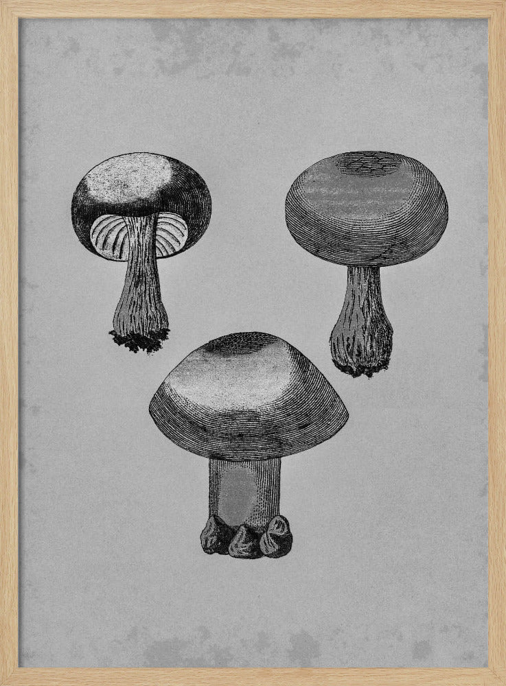 Violet Webcap Mushroom | Poster