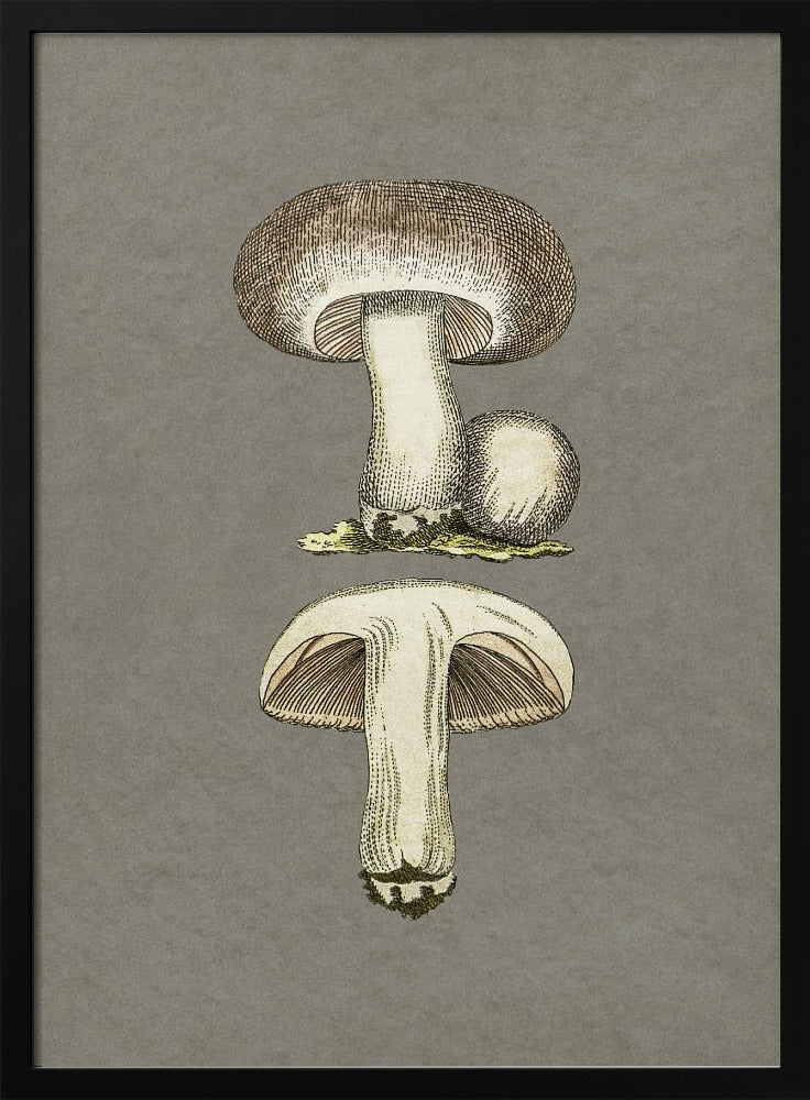 Field Mushroom | Poster