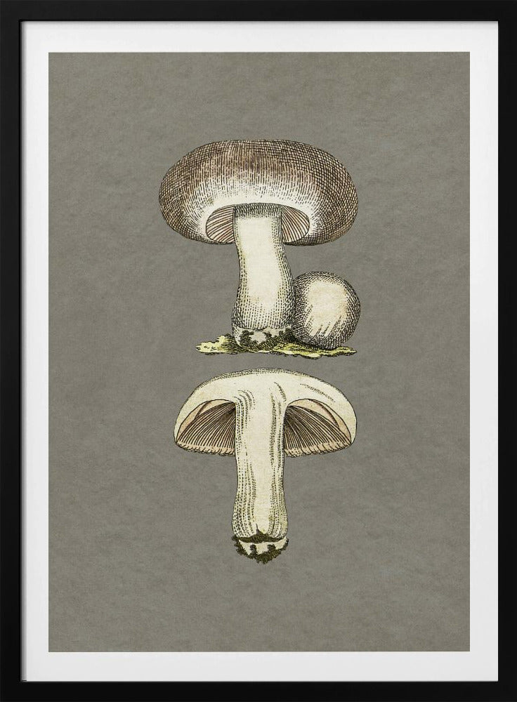 Field Mushroom | Poster