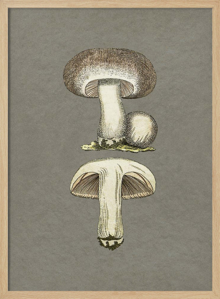 Field Mushroom | Poster