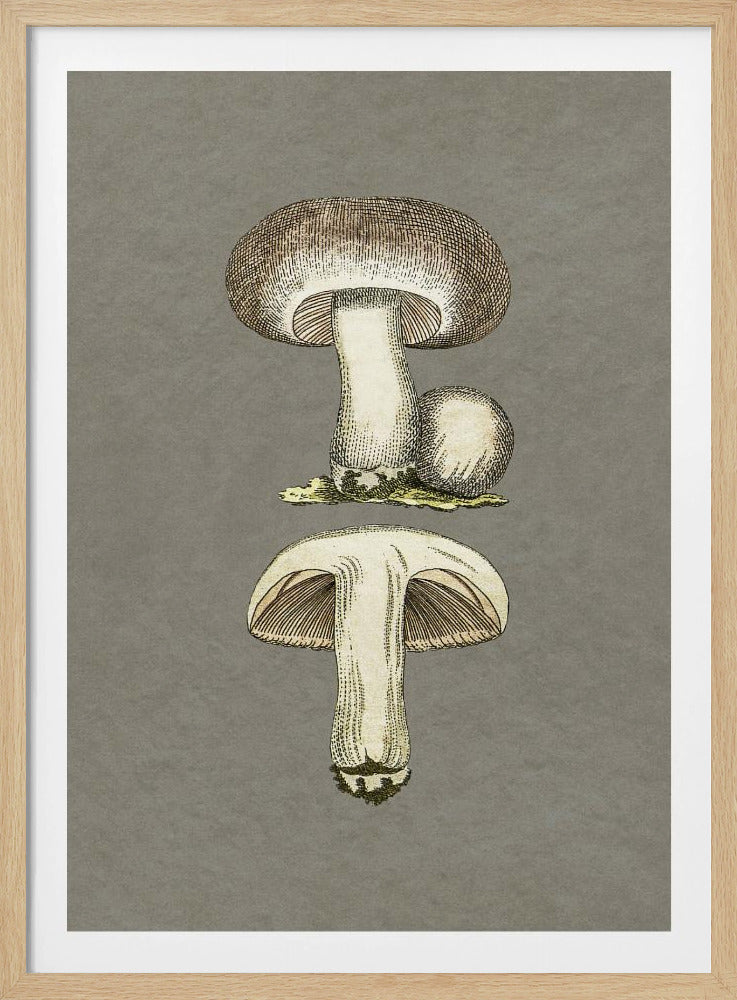 Field Mushroom | Poster
