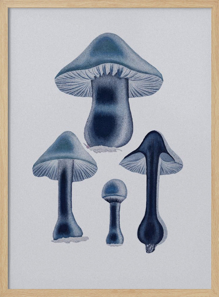 Agaricus Bulbosus - Blue | Poster