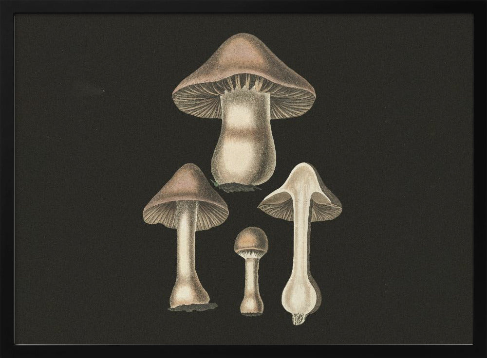 Agaricus Bulbosus  Dark Background | Poster
