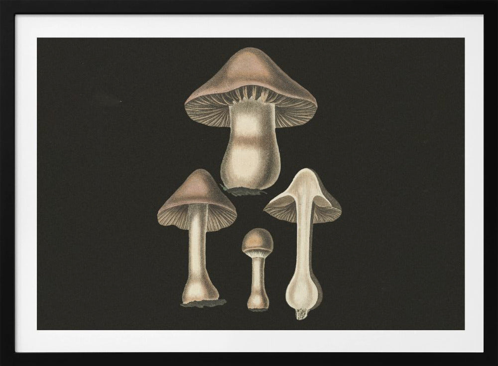Agaricus Bulbosus  Dark Background | Poster