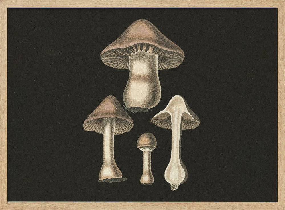 Agaricus Bulbosus  Dark Background | Poster