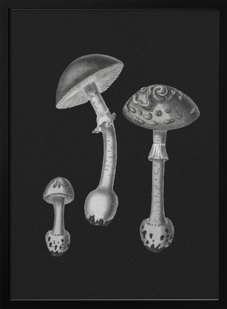 Amanita Muscaria  Black Backgound BW | Poster
