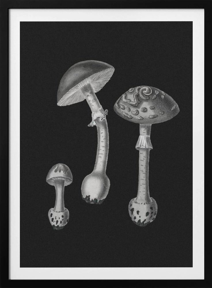 Amanita Muscaria  Black Backgound BW | Poster