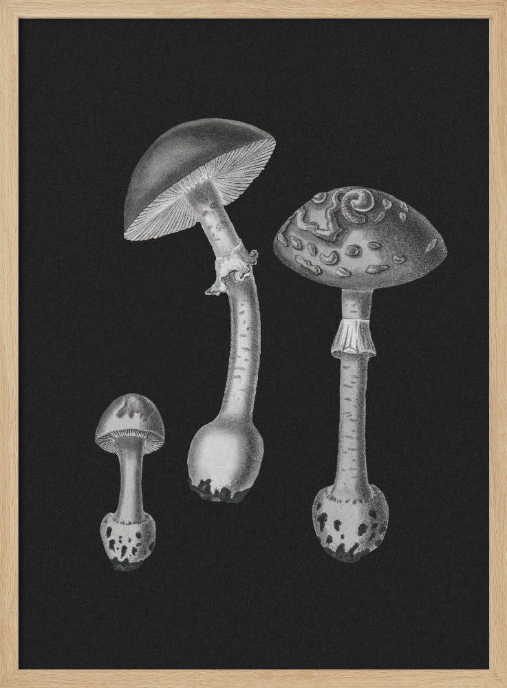 Amanita Muscaria  Black Backgound BW | Poster
