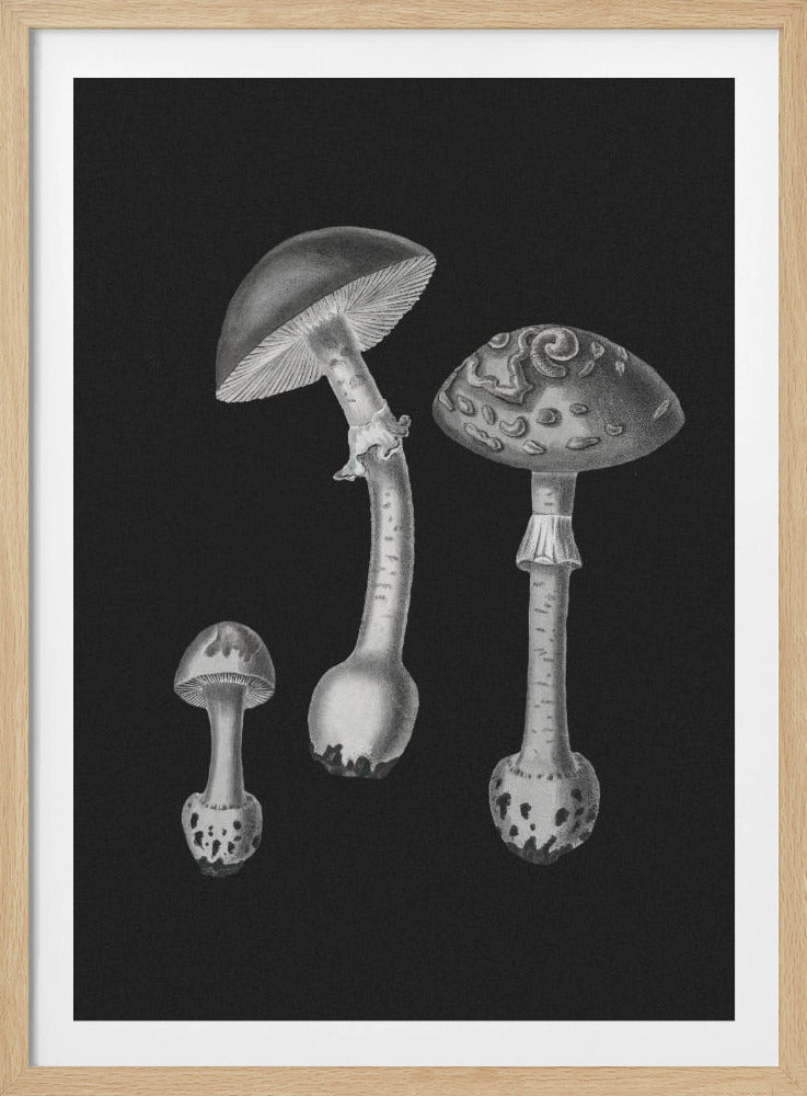 Amanita Muscaria  Black Backgound BW | Poster
