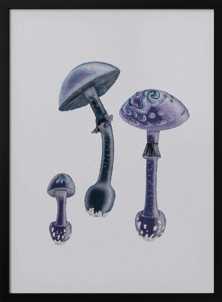 Amanita Muscaria  White Backgound Purple | Poster