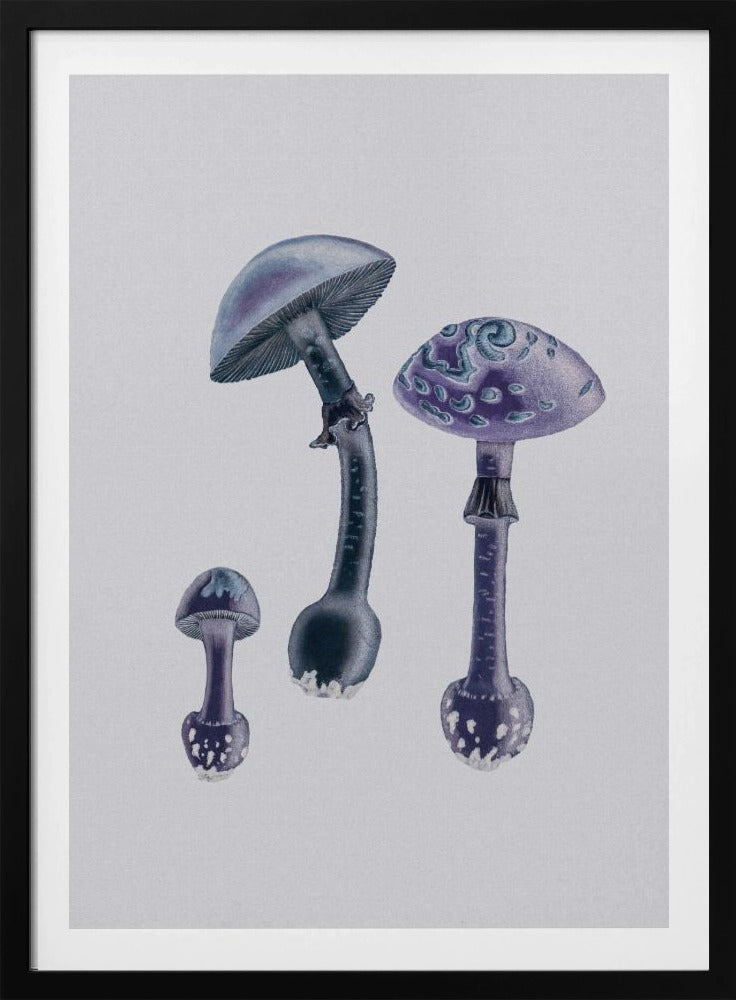 Amanita Muscaria  White Backgound Purple | Poster