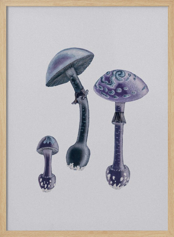 Amanita Muscaria  White Backgound Purple | Poster