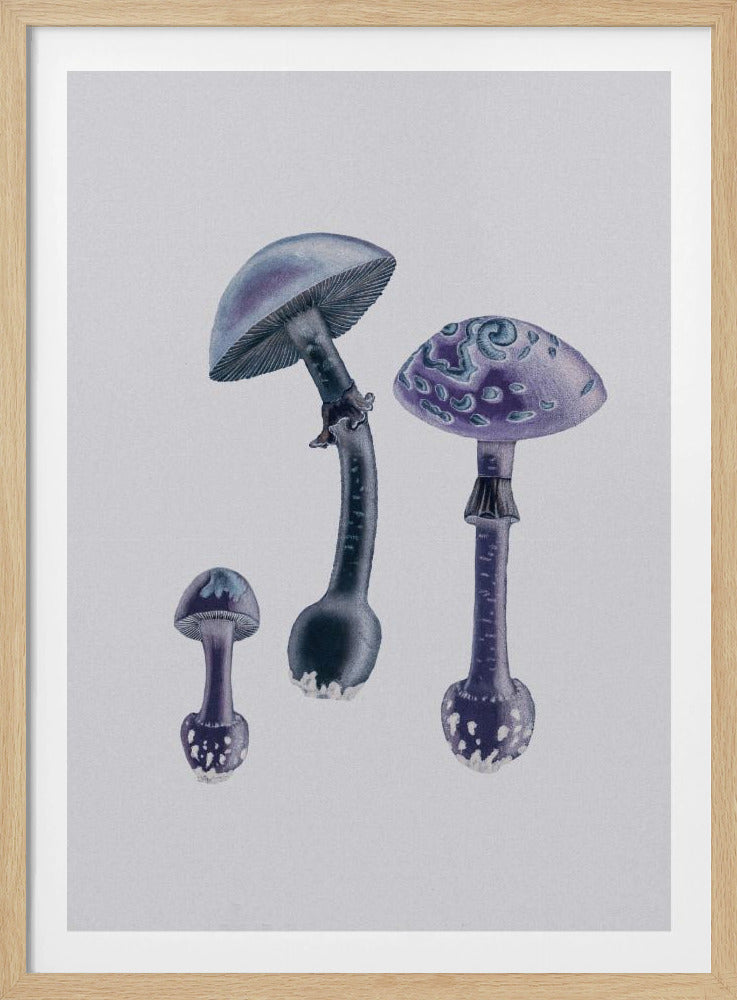 Amanita Muscaria  White Backgound Purple | Poster