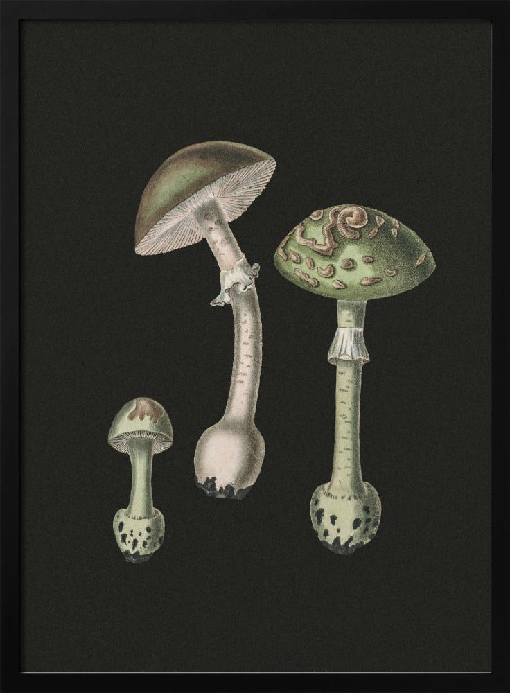 Amanita Muscaria Dark Background | Poster