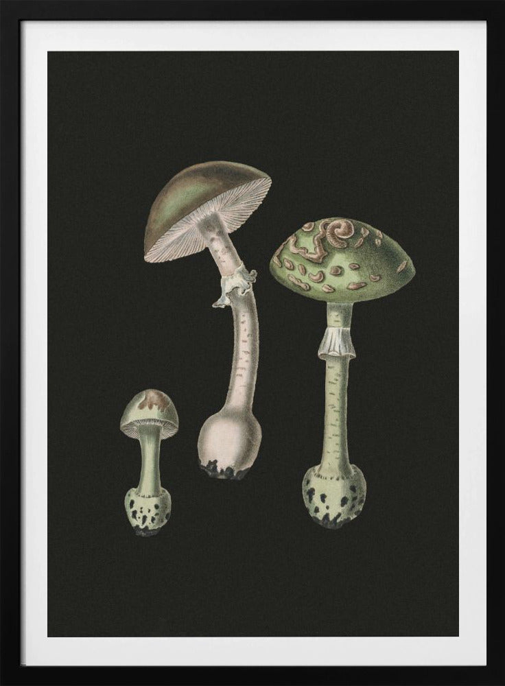Amanita Muscaria Dark Background | Poster