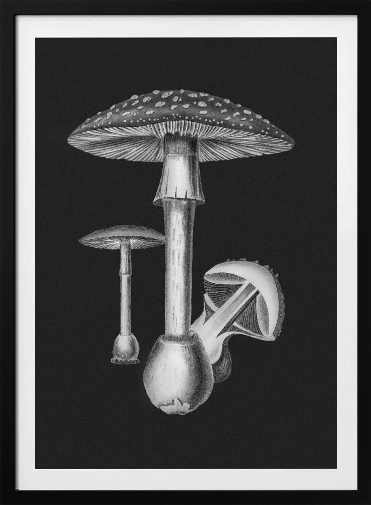 Amanita Muscaria Dark Background BW | Poster