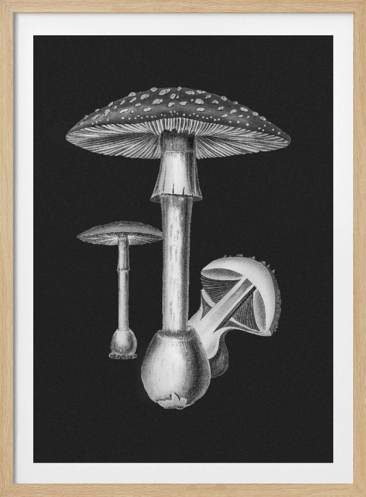 Amanita Muscaria Dark Background BW | Poster