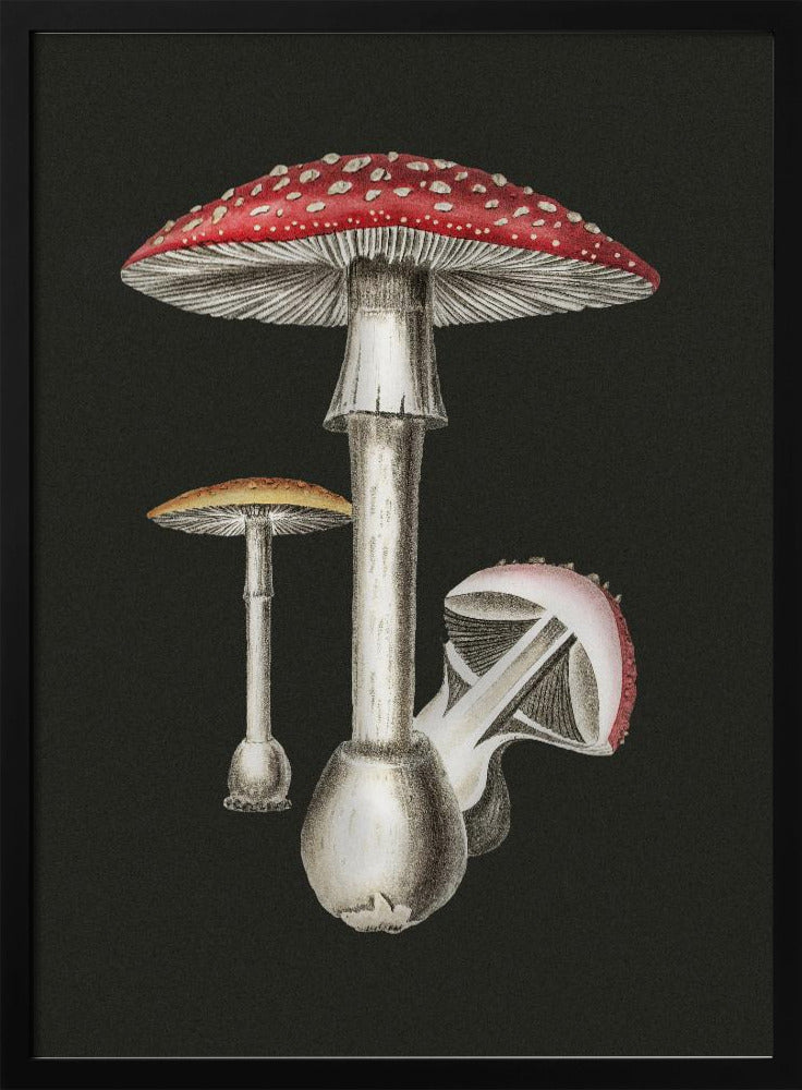 Amanita Muscaria Dark Background | Poster
