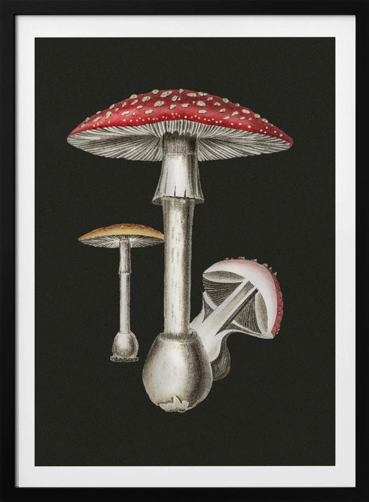 Amanita Muscaria Dark Background | Poster