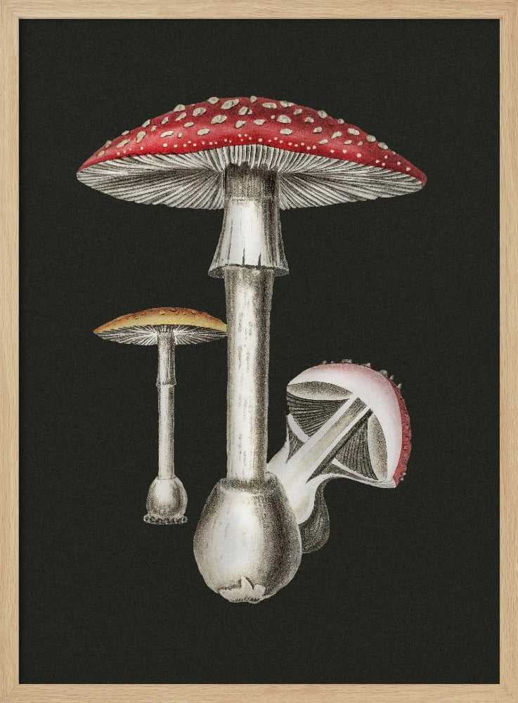 Amanita Muscaria Dark Background | Poster