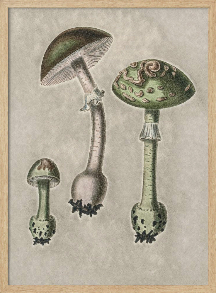 Amanita Muscaria Remix Green | Poster
