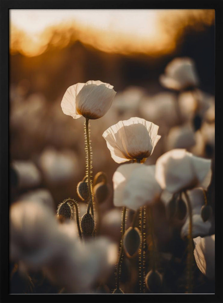 Golden Blooming Dawn | Poster