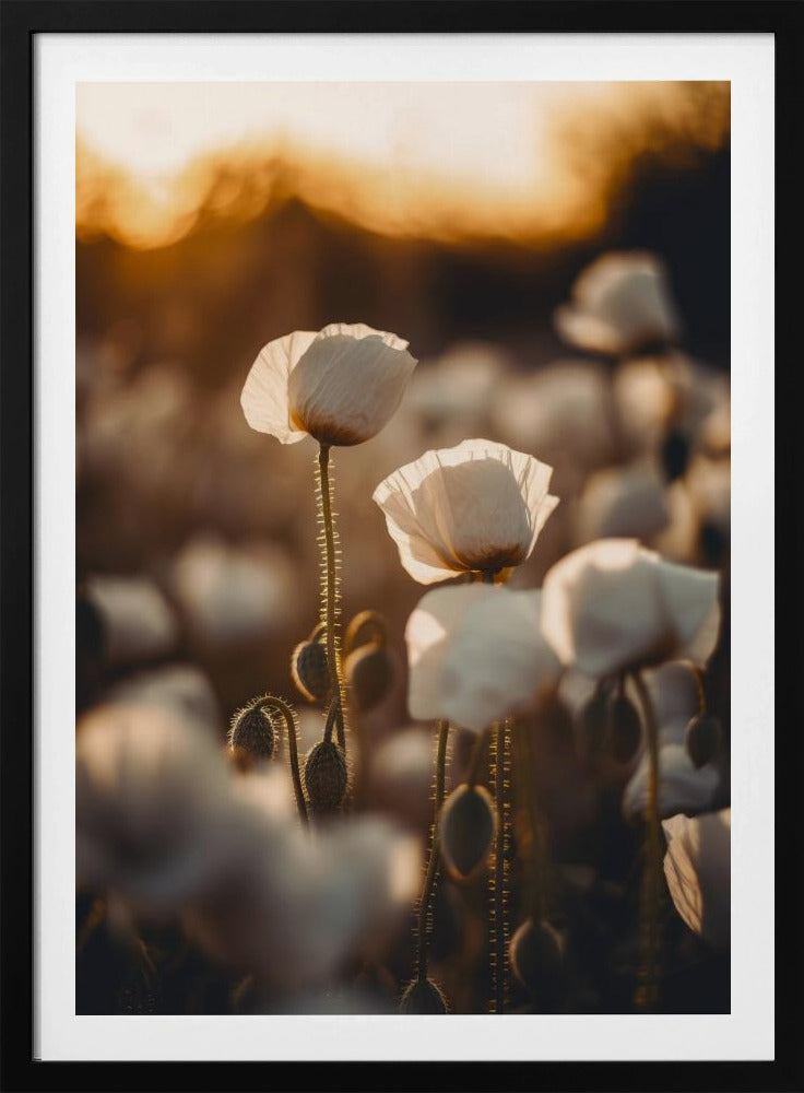 Golden Blooming Dawn | Poster