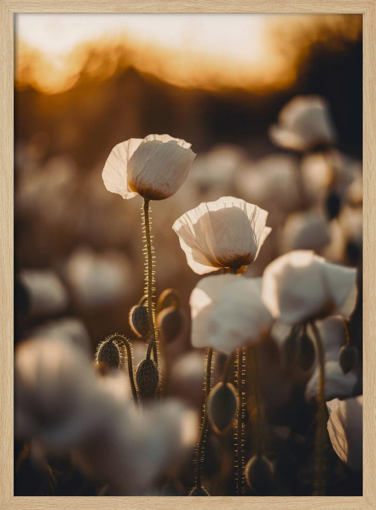 Golden Blooming Dawn | Poster