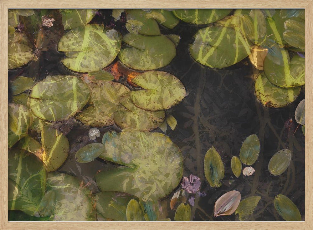 Pond plants | Poster