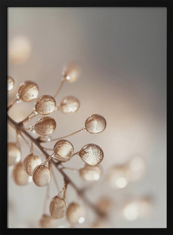 Golden Dewdrops | Poster
