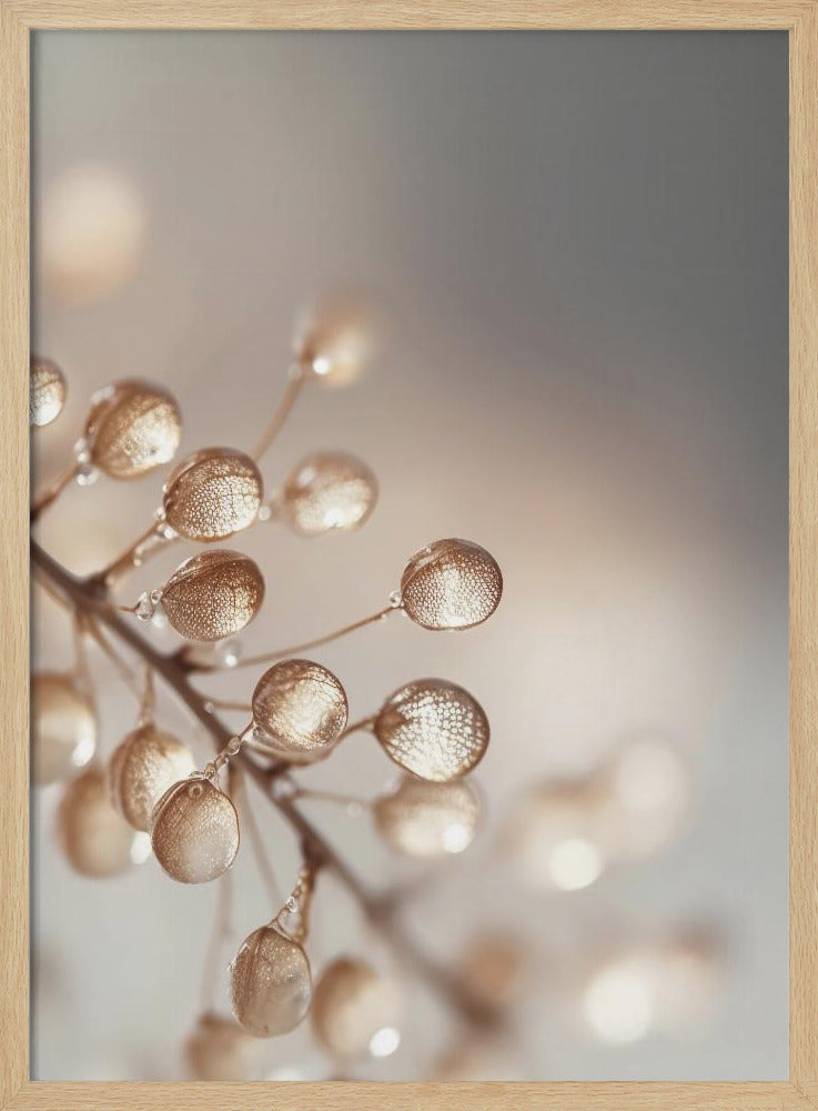 Golden Dewdrops | Poster