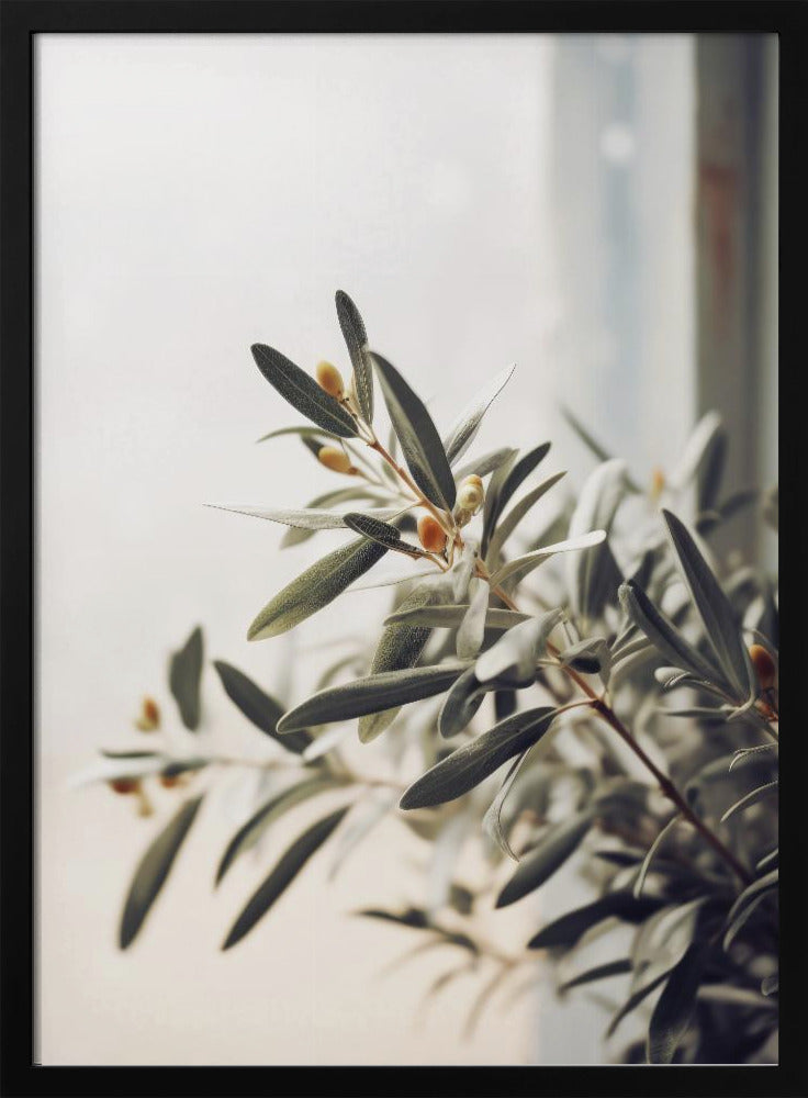 Olive Branch Light | Poster