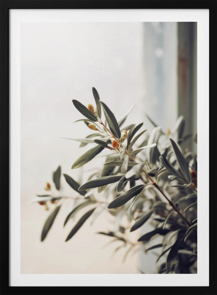 Olive Branch Light | Poster