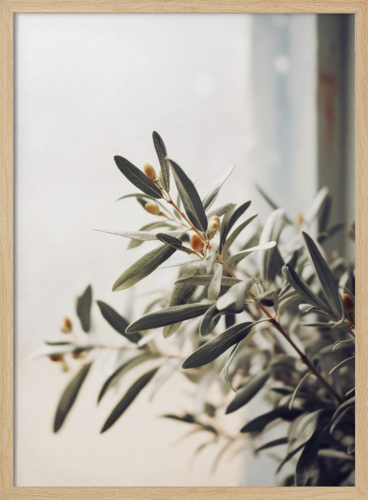 Olive Branch Light | Poster