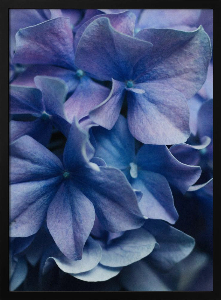 Vibrant Purple Hydrangea Flowers | Poster