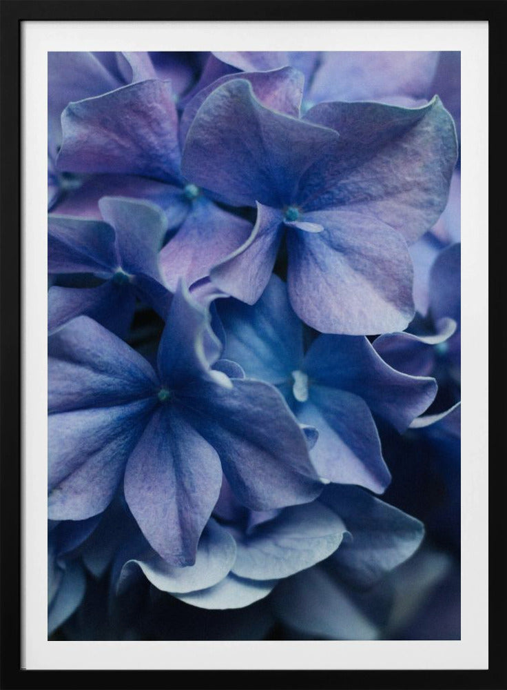 Vibrant Purple Hydrangea Flowers | Poster